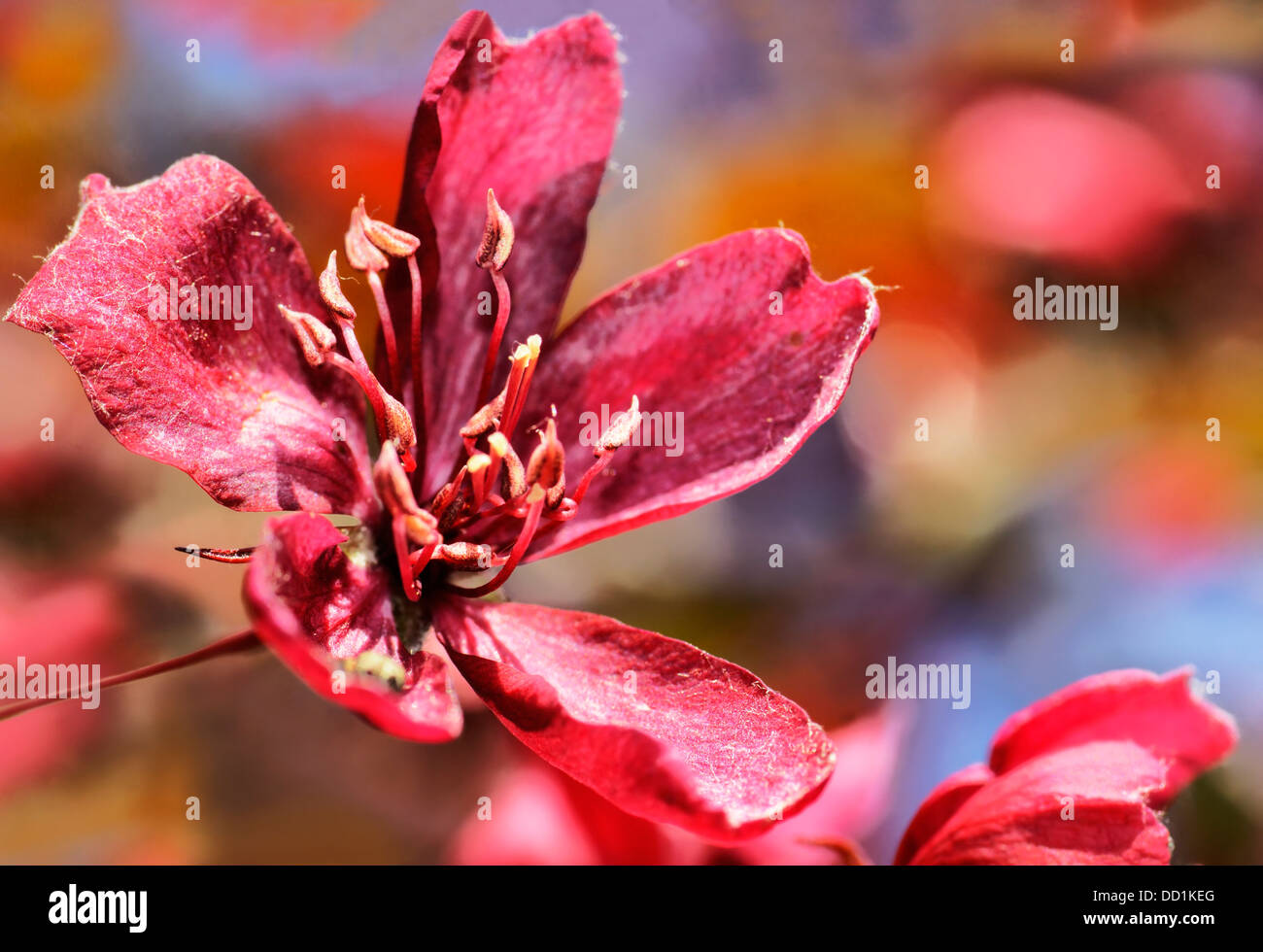 Unico albero ciliegio fiore Foto Stock