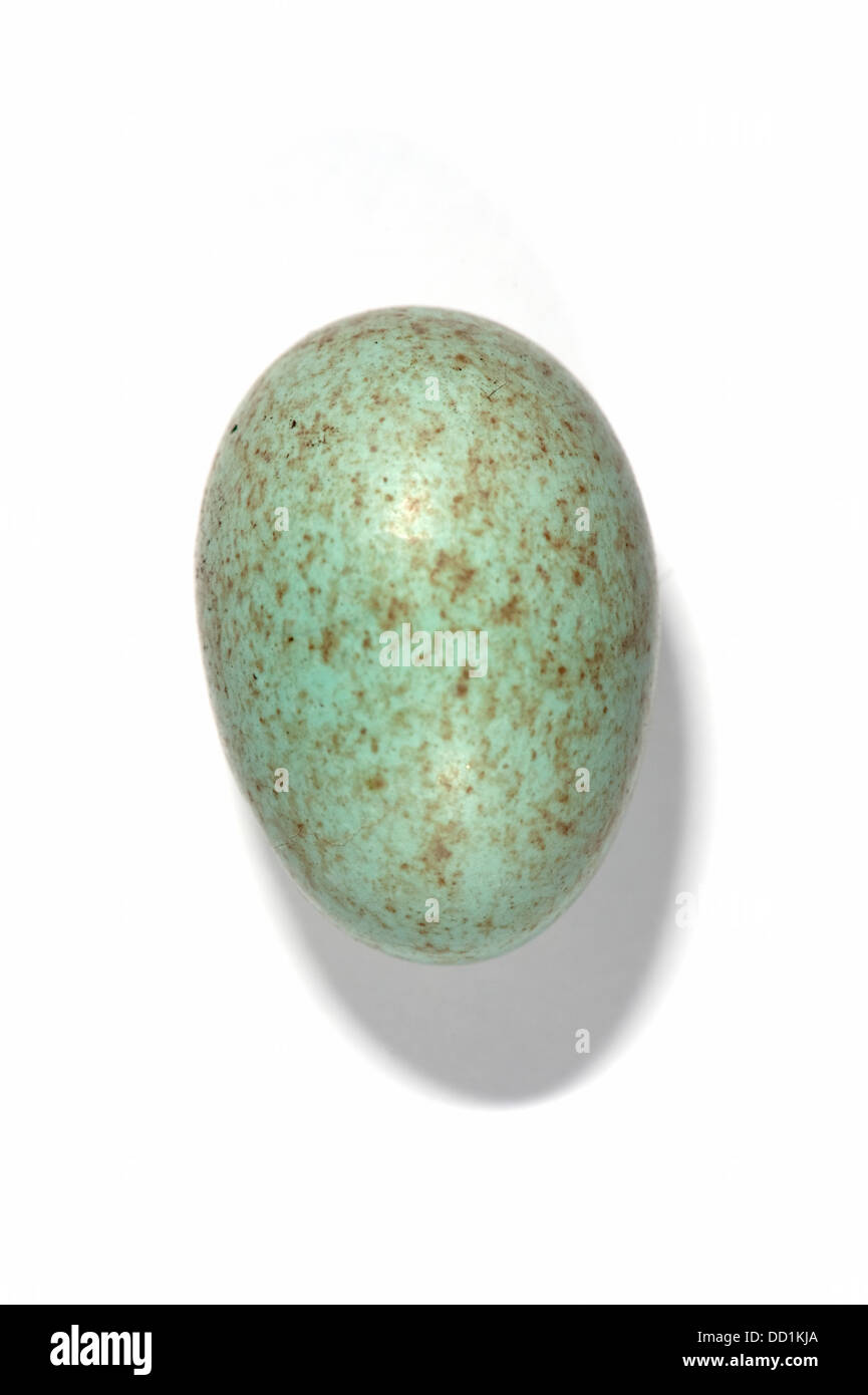 Merlo comune uovo, Turdus merula, REGNO UNITO Foto Stock