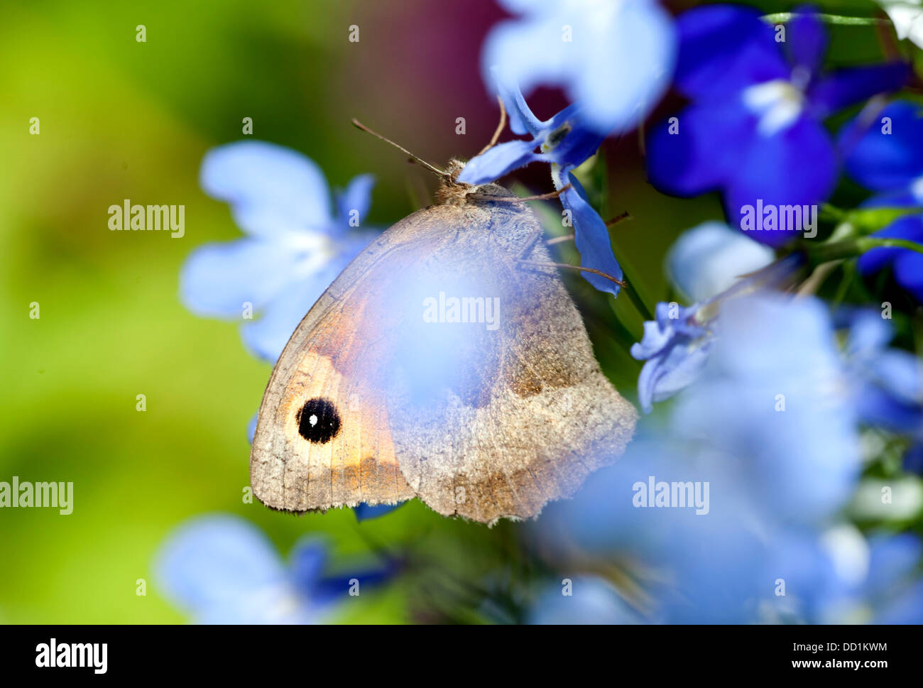 Prato farfalla marrone, Maniola jurtina, Femmina, Kent, Regno Unito Foto Stock