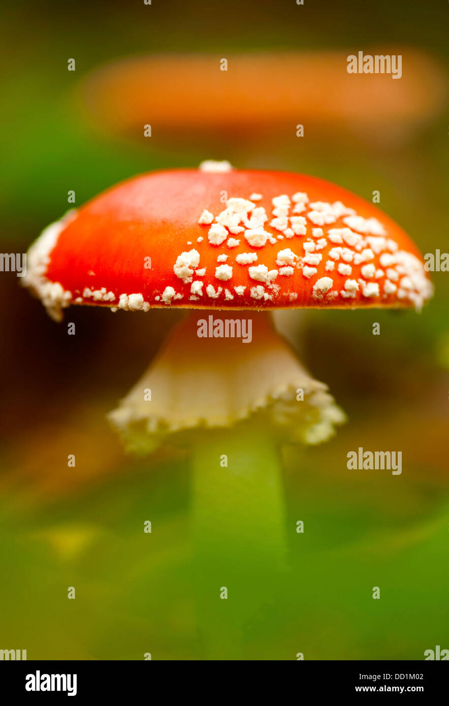 Fly Agaric, amanita muscaria, REGNO UNITO Foto Stock