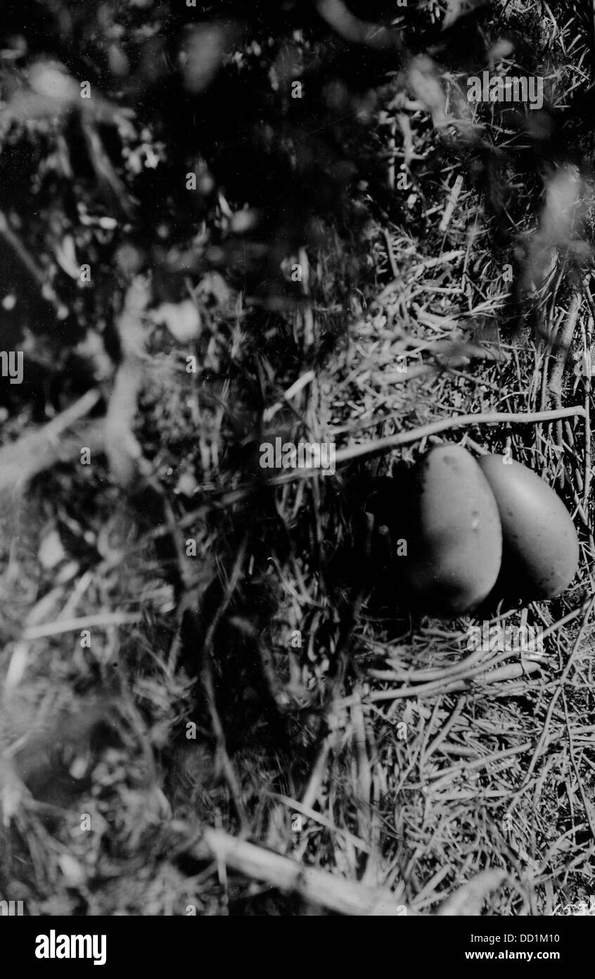 Una fotografia che mostra un nido di loon situato sul lago Koma, che mette in evidenza l’habitat naturale dei leoni nella loro stagione riproduttiva. Foto Stock