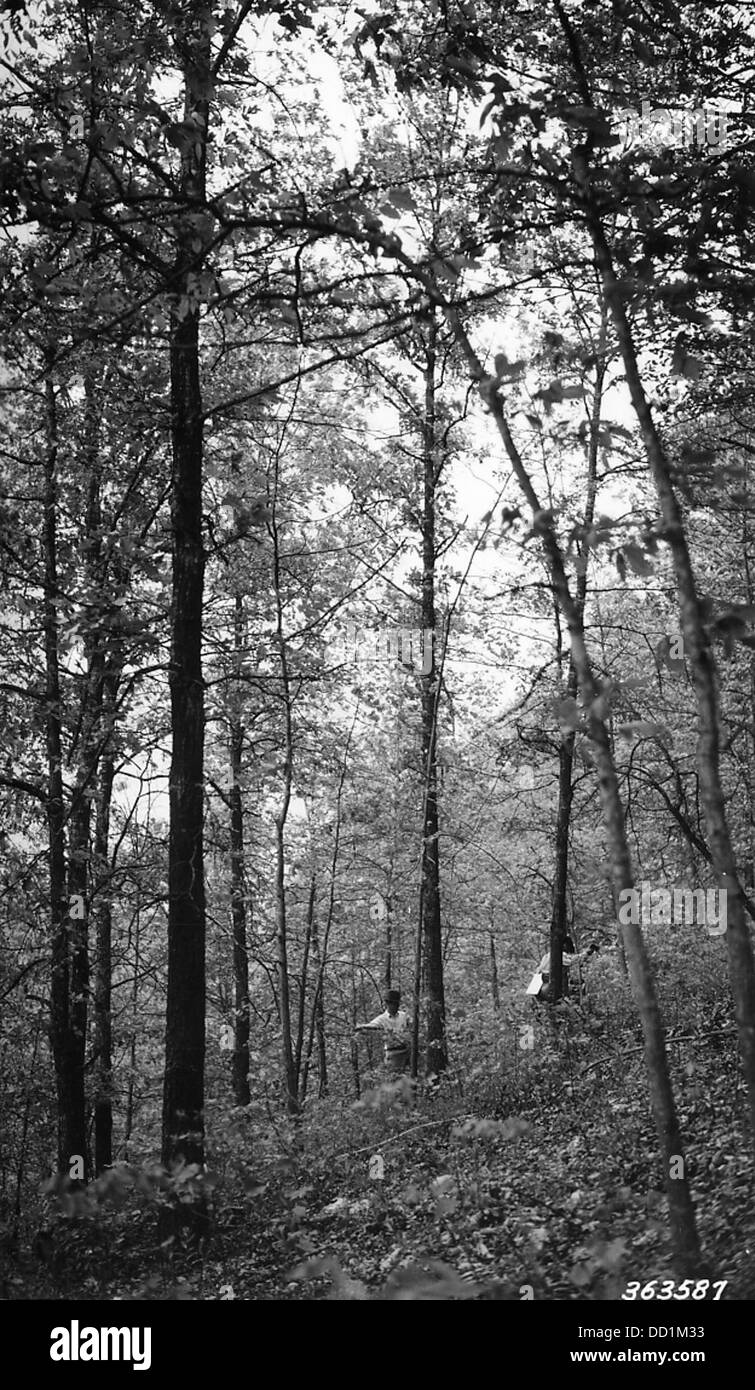 Un cavalletto mercantile si riferisce a una sezione di foresta che contiene alberi adatti alla raccolta a fini commerciali, spesso per la produzione di legname o altri prodotti forestali. Foto Stock