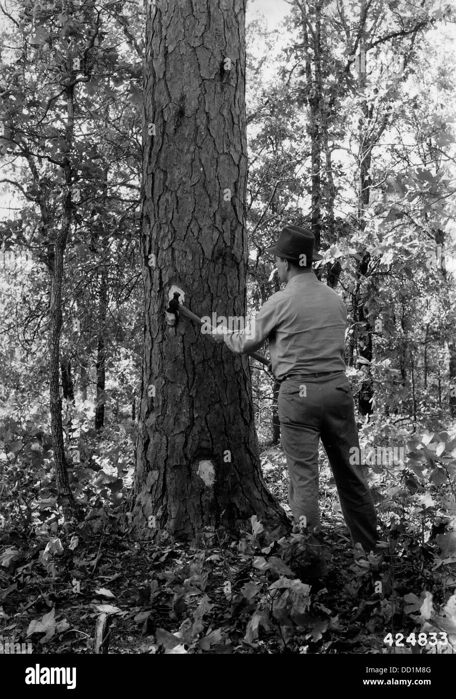 Un ranger segna un albero per il taglio, parte delle pratiche di gestione forestale per la raccolta del legname e la conservazione del territorio. Foto Stock