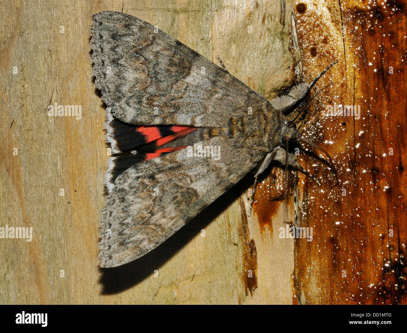 Red Underwing Moth - Catocala nupta alla alimentazione dello zucchero Foto Stock