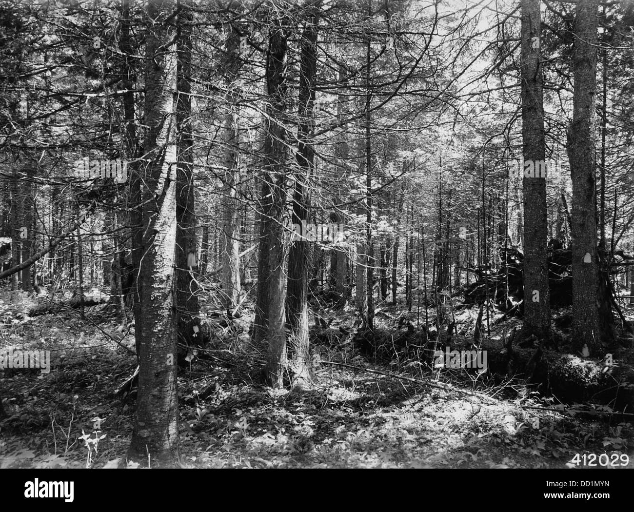 Un albero di balsamo è marcato per il taglio in un’operazione di gestione forestale, parte di pratiche di abbattimento sostenibili volte a bilanciare la conservazione ecologica con la raccolta delle risorse. Foto Stock