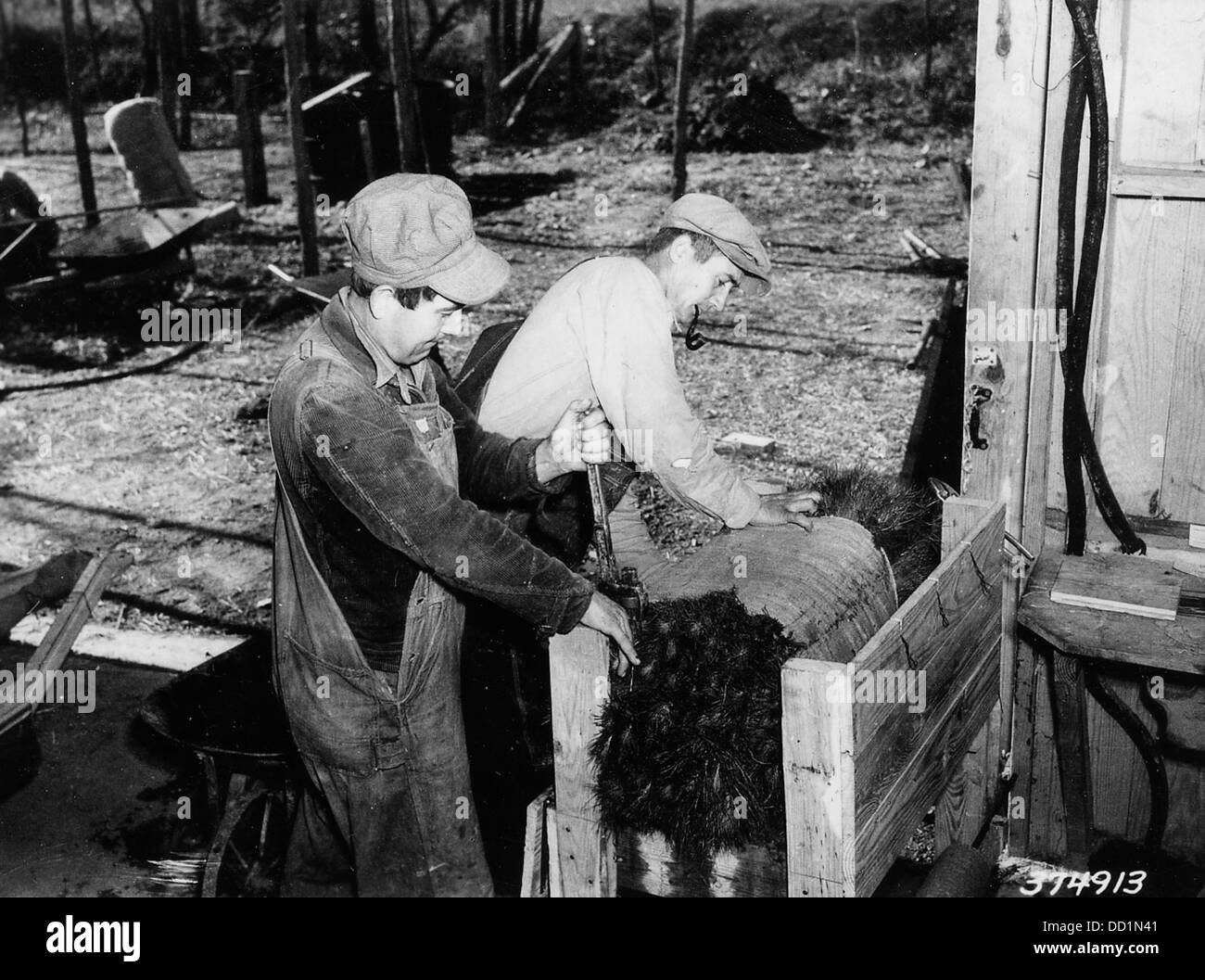 In questa fotografia, gli alberi vengono imballati per la spedizione, un processo in silvicoltura utilizzato per il trasporto di alberelli o di giovani alberi a fini di piantagione e commerciali. Foto Stock