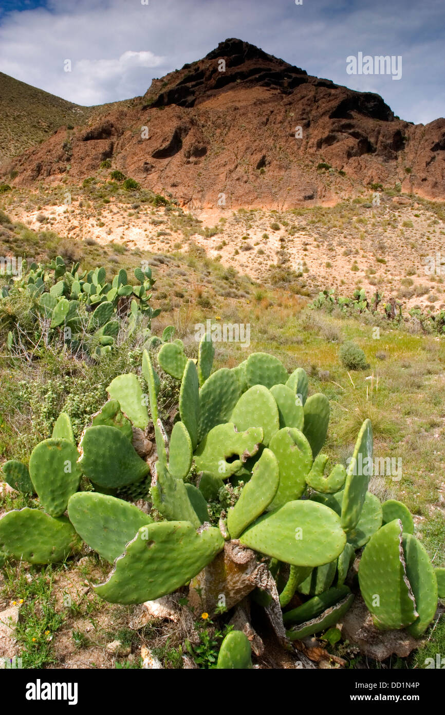 Indian fig Opuntia o barberia fig o ficodindia Opuntia ficus-indica. Cabo de Gata-Nijar parco naturale. Almeria, Spagna, Europa Foto Stock