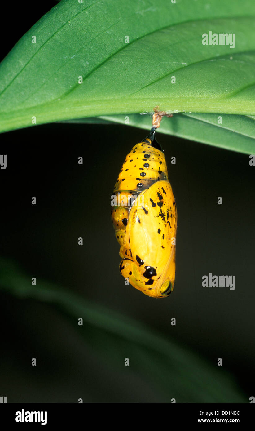 Ninfa struttura Butterfly, Idea leuconoe, Asia, sequenza di cova Foto Stock