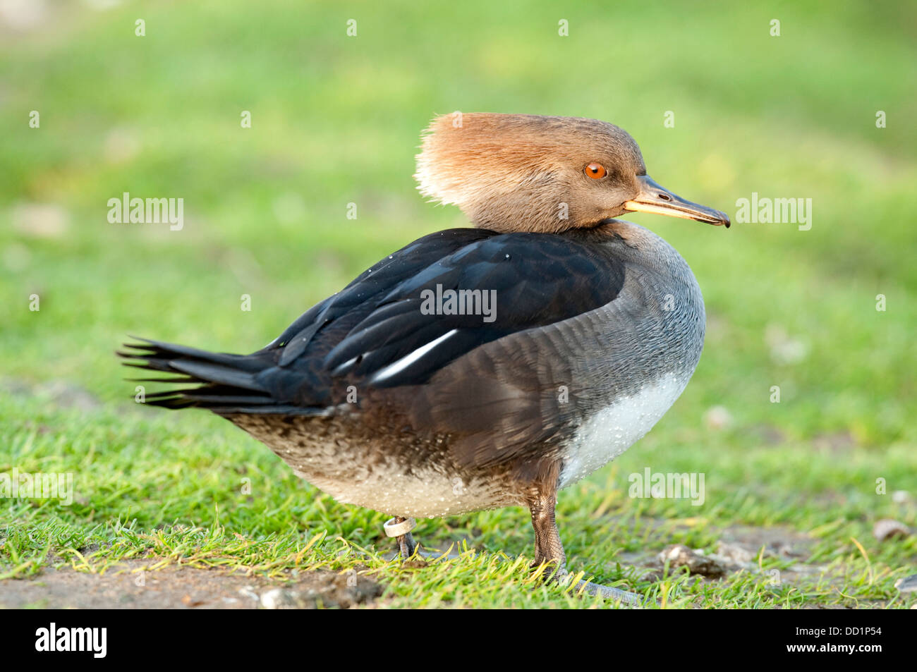 Smergo maggiore Mergus merganser Lincolnshire UK Foto Stock