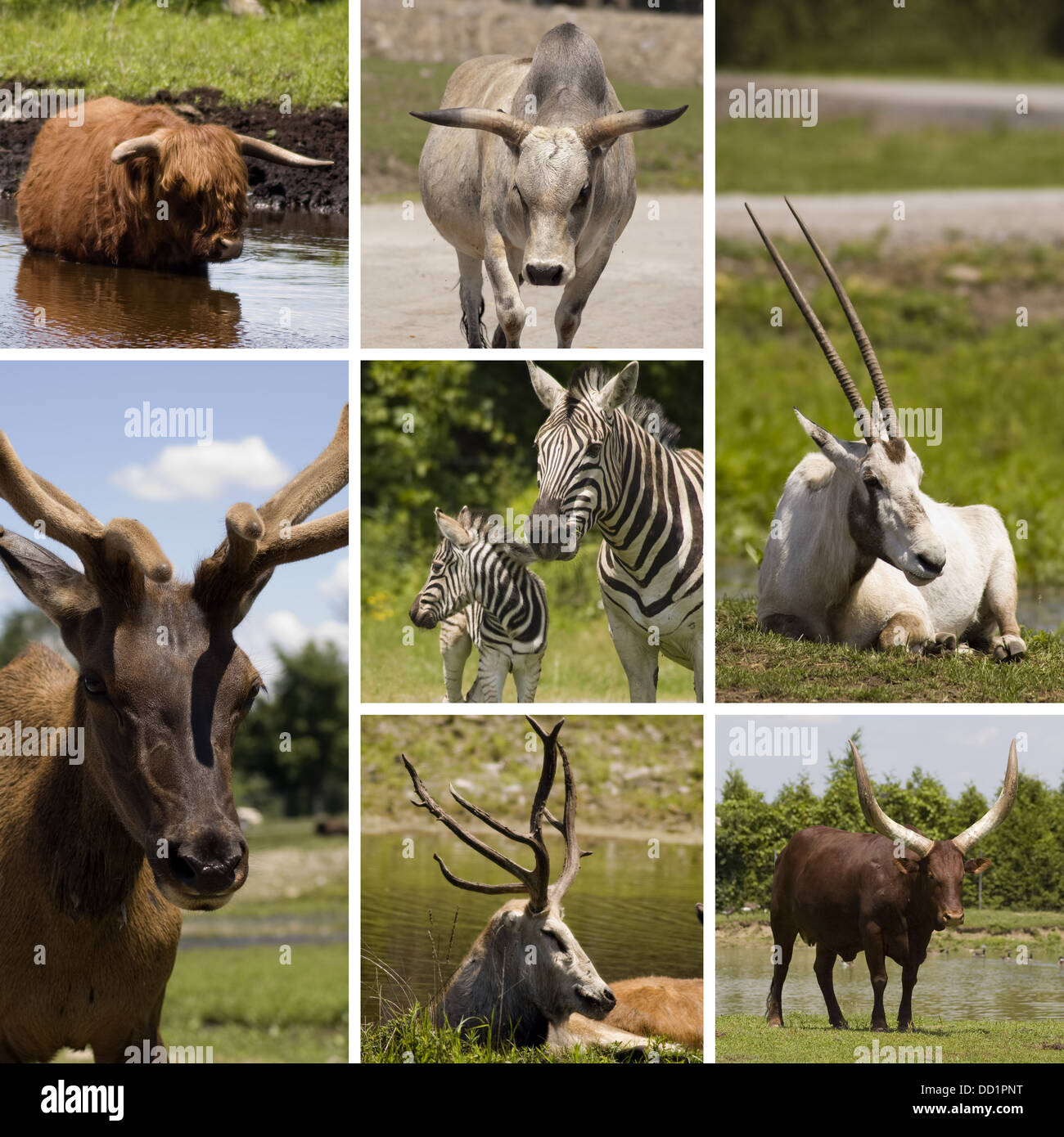 Collage degli animali Foto Stock