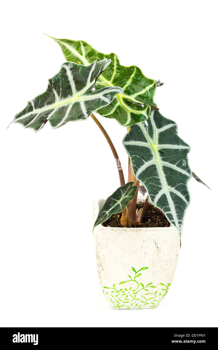 Alocasia.fiore isolato in pentola. Foto Stock