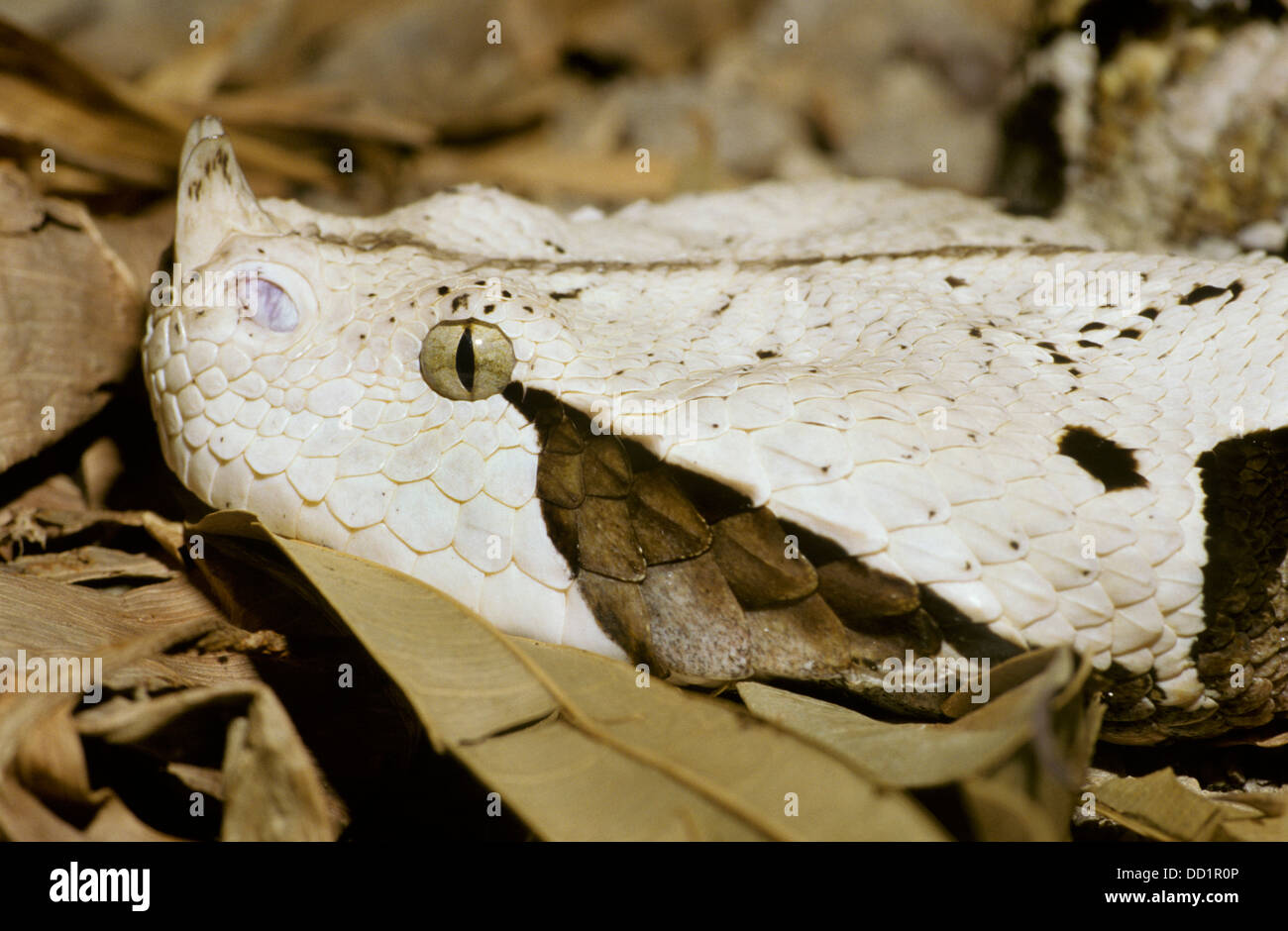West African Gaboon Viper Snake, Bitis gabonica rhinoceros, Africa occidentale Foto Stock