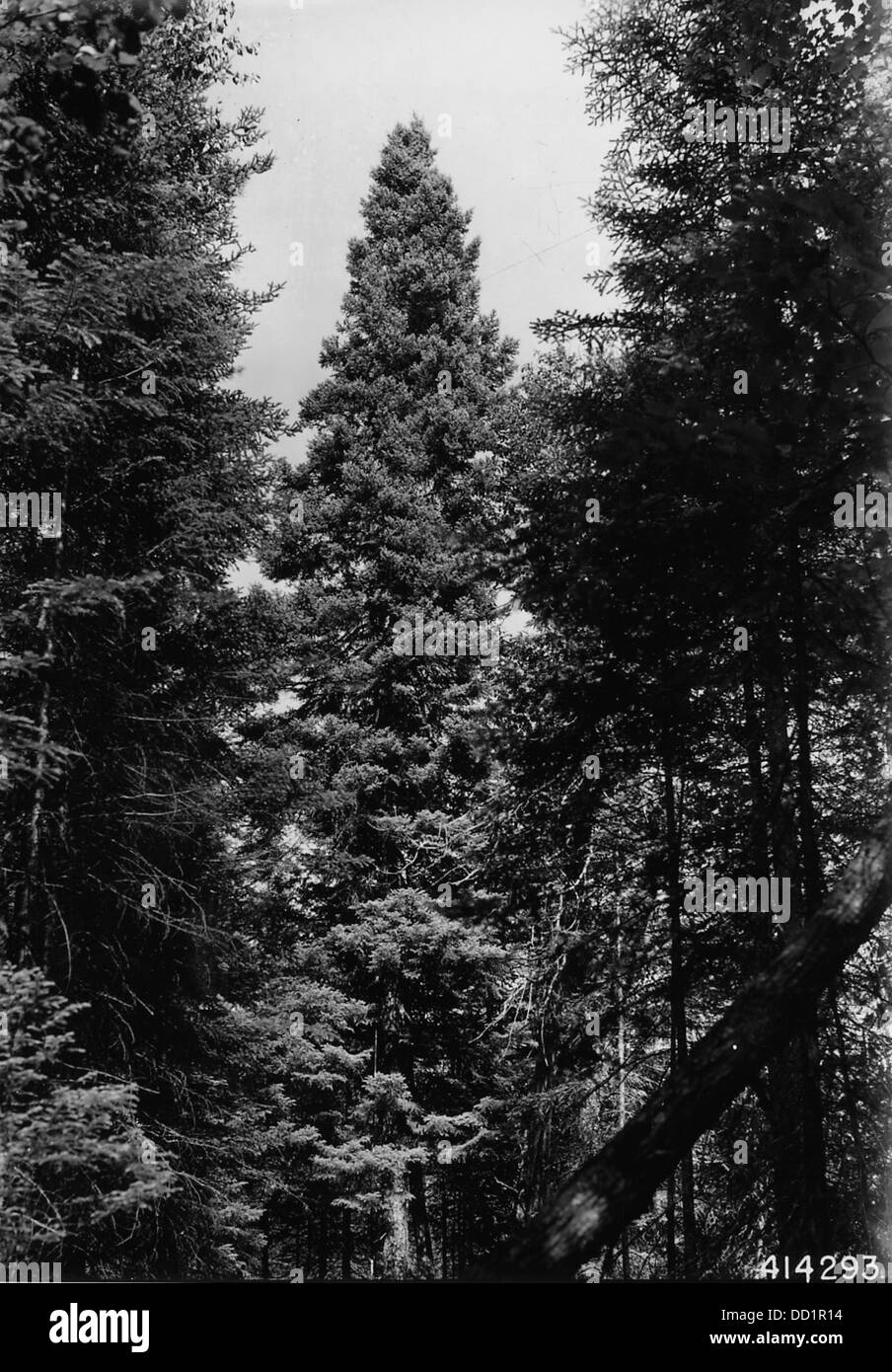 Il bole di un albero di abete nero, che mostra le caratteristiche e la consistenza del tronco, una caratteristica essenziale della struttura dell'albero. Foto Stock