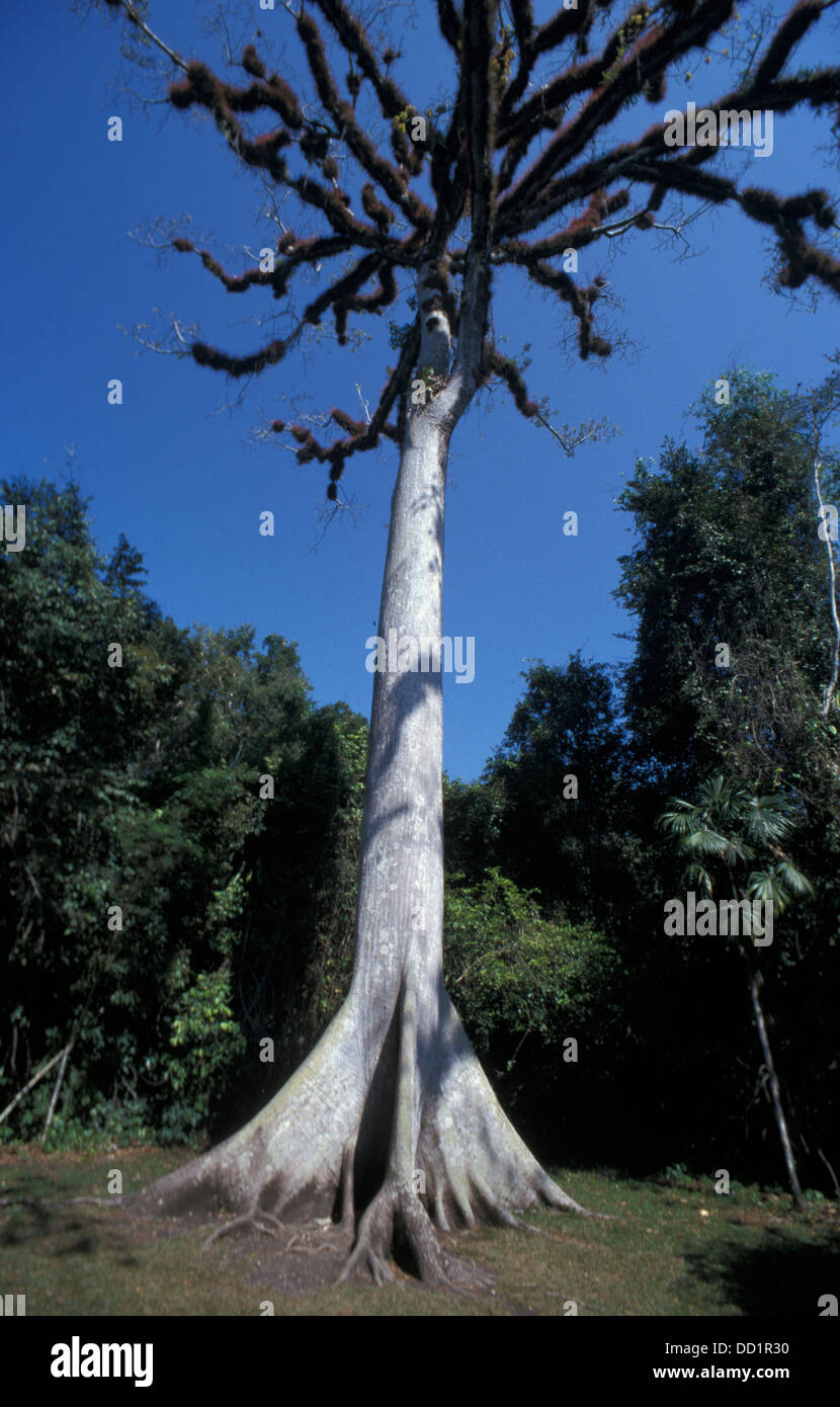 Kapok o seta Cotton Tree, Ceiba pentandra, Guatemala Foto Stock
