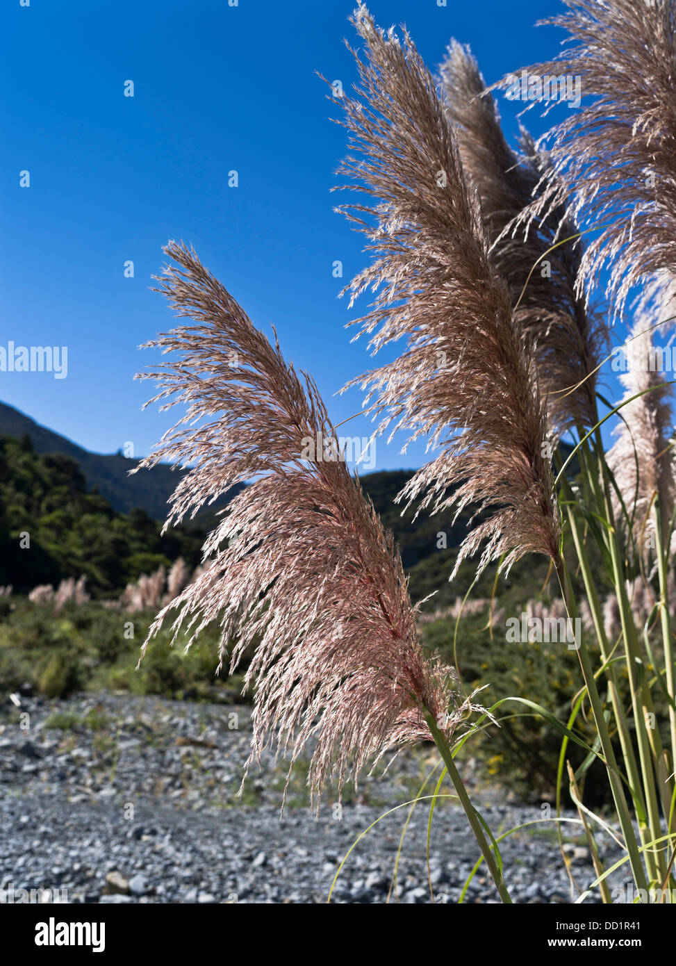 Dh Toetoe AUSTRODERIA flora Nuova Zelanda Toi Toi ramo di erba capi semi d'erba Foto Stock