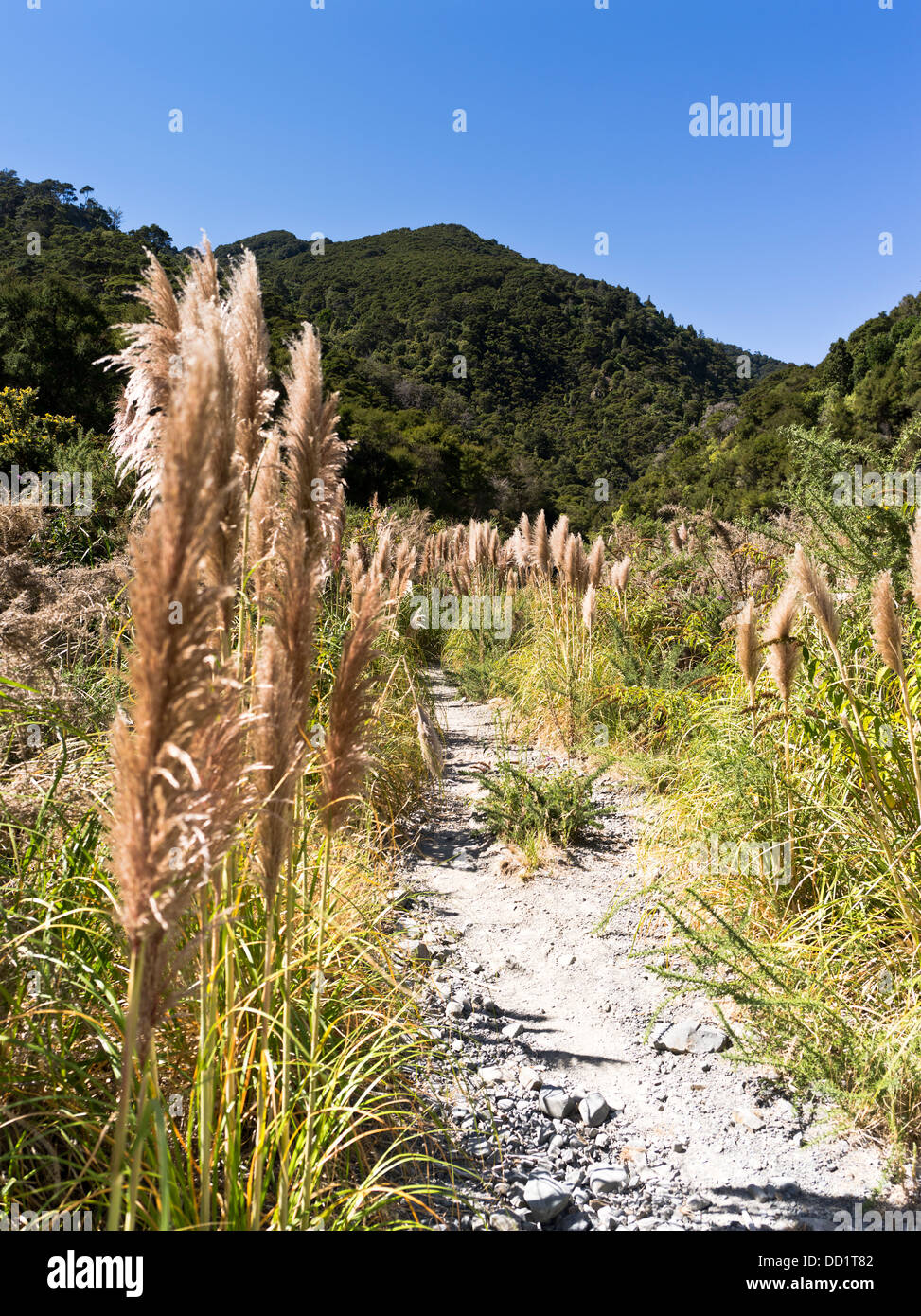 Dh Toetoe AUSTRODERIA flora Nuova Zelanda Toi Toi erba accanto al sentiero Foto Stock