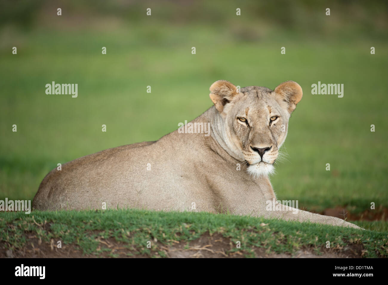 Lion (Panthero leo), Madikwe Game Reserve, Sud Africa Foto Stock