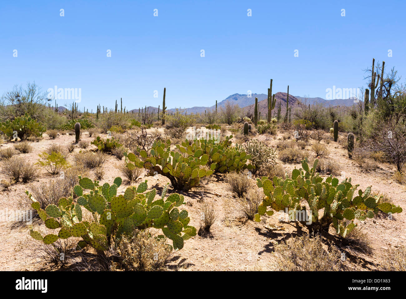 Signal Hill Trail, Parco nazionale del Saguaro West, Tucson, Arizona, Stati Uniti d'America Foto Stock