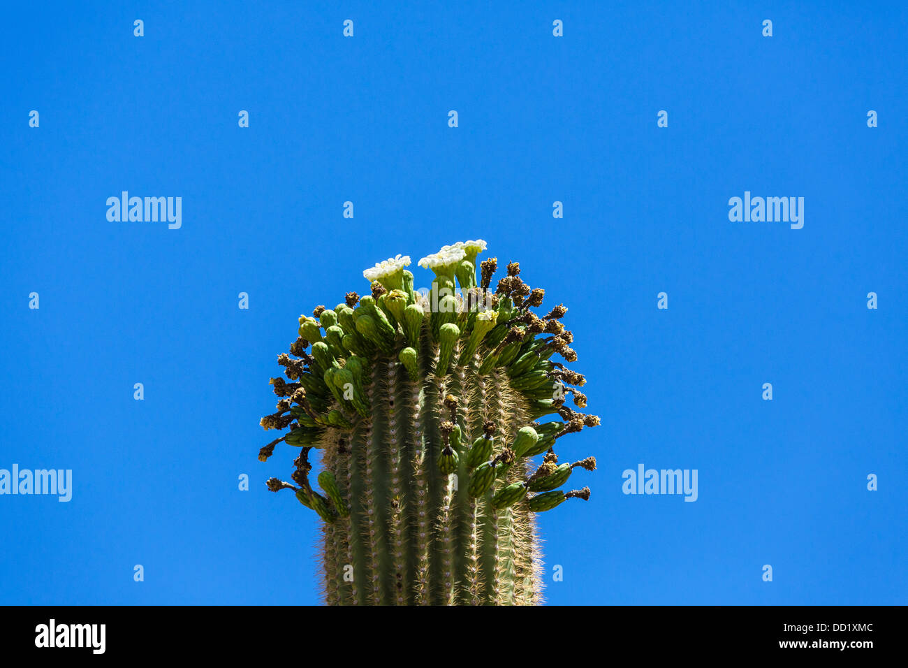 Fioritura cactus Saguaro, Parco nazionale del Saguaro West, Tucson, Arizona, Stati Uniti d'America Foto Stock