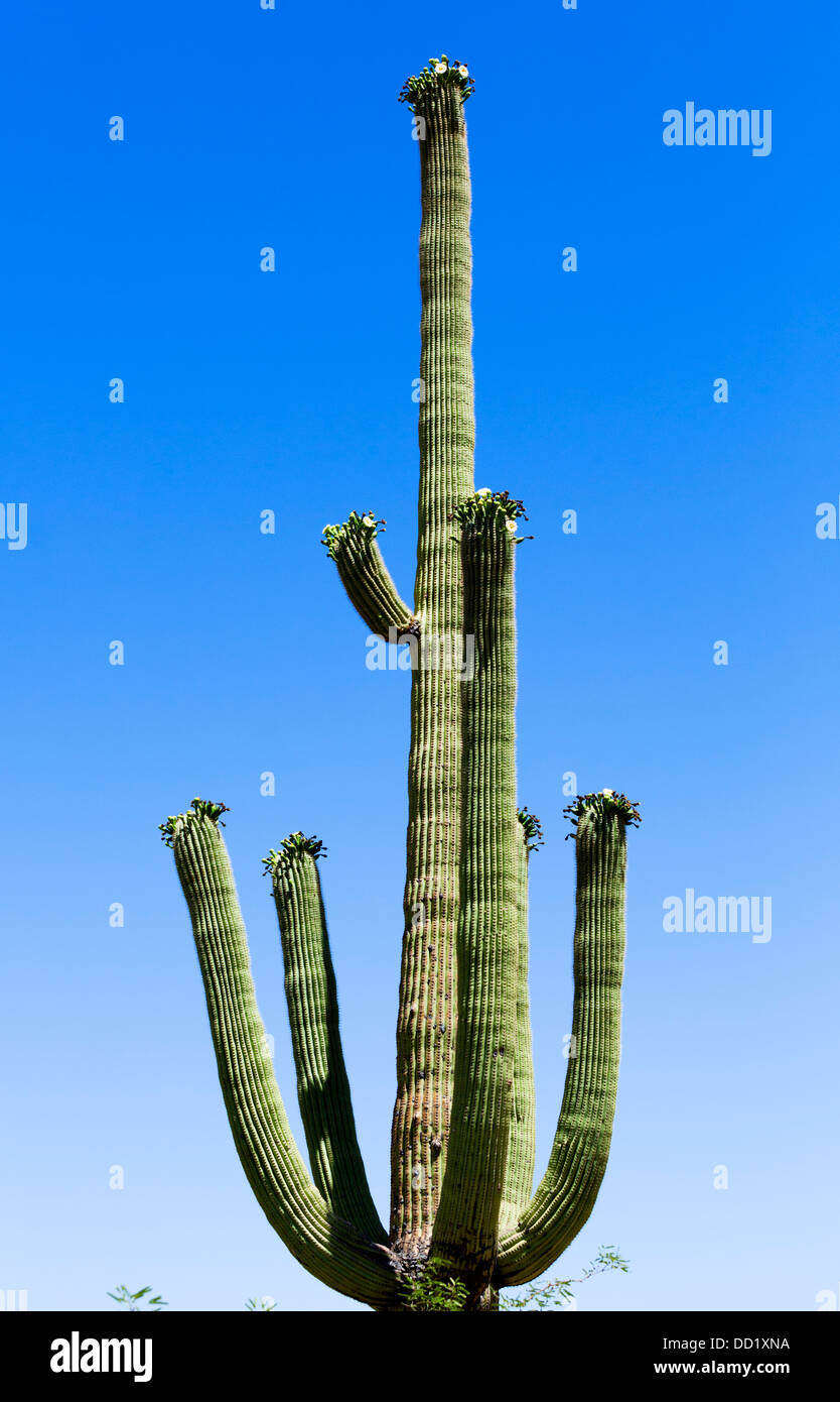 Fioritura cactus Saguaro, Parco nazionale del Saguaro West, Tucson, Arizona, Stati Uniti d'America Foto Stock