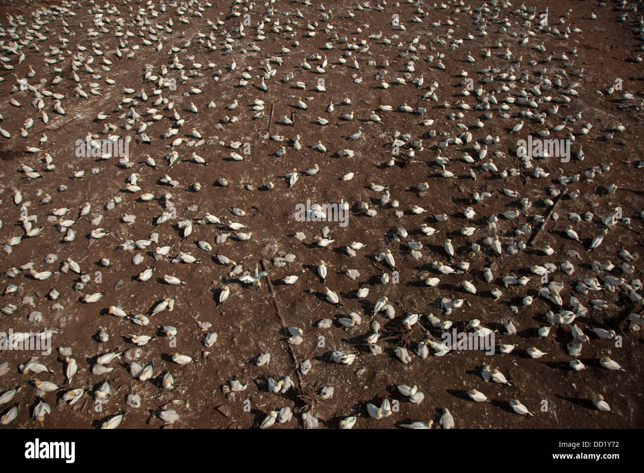 Northern gannet (Sula bassana), Canada, Colonia Foto Stock