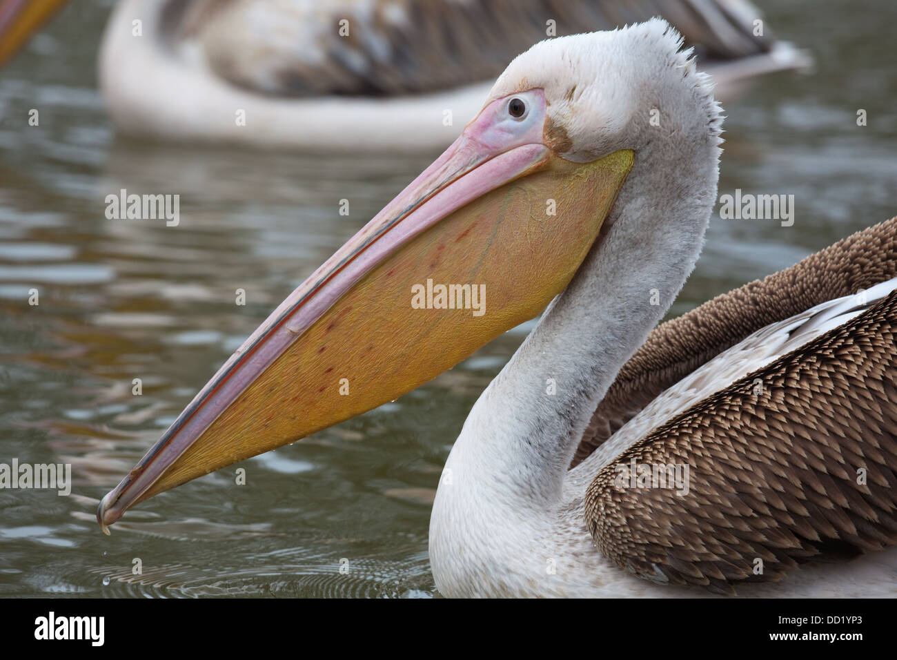 Great White Pelican (Pellicani onocrotalus). Piumaggio immaturi. Foto Stock