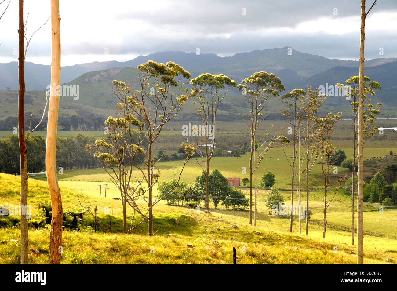 Il bellissimo paesaggio di campagna del North Island , Nuova Zelanda Foto Stock