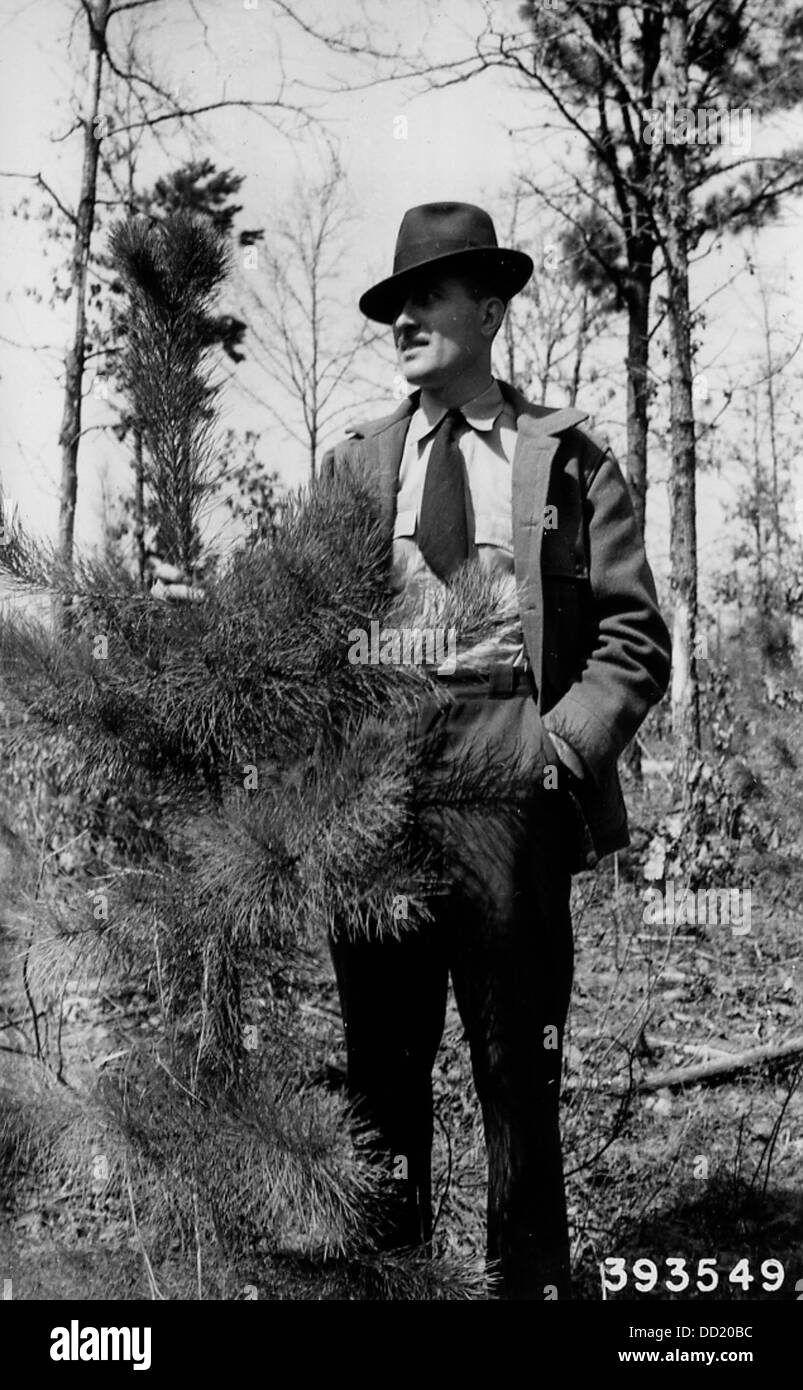 Questa immagine mostra il primo anno di crescita di piante o colture. Esso raccoglie le prime fasi dello sviluppo delle piante, illustrando il processo di coltivazione e l'inizio della produzione agricola. Foto Stock