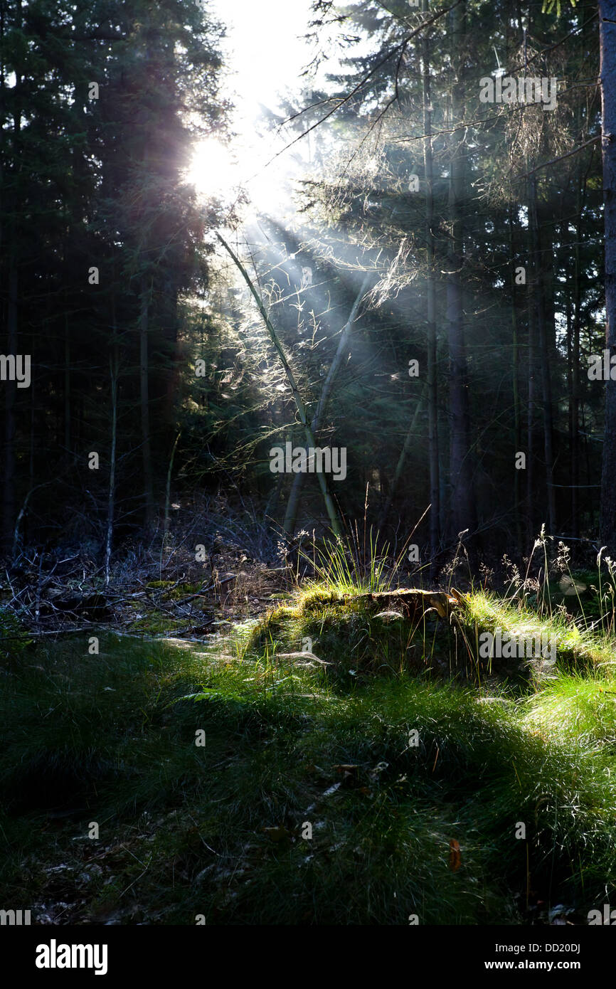 Raggi di sole nel vecchio verde foresta di conifere Foto Stock