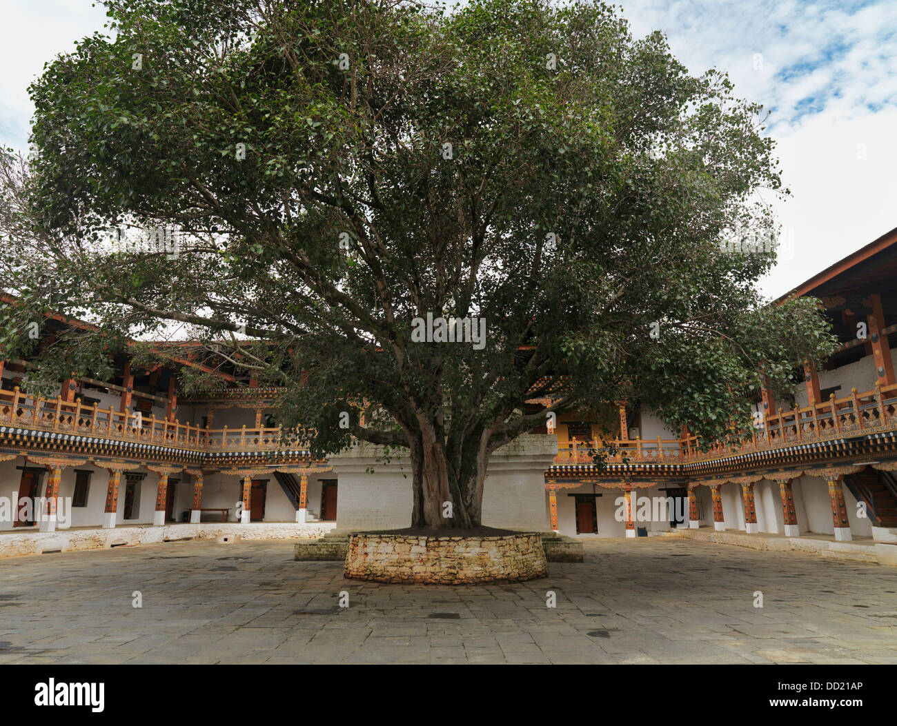 Un albero nel mezzo di un cortile di Punakha Dzong; Valle Chokhor Punakha Distretto Bhutan Foto Stock