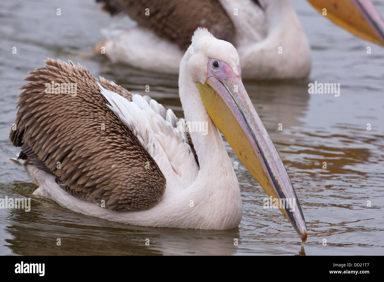 Great White Pelican (Pellicani onocrotalus). Piumaggio immaturi. Foto Stock