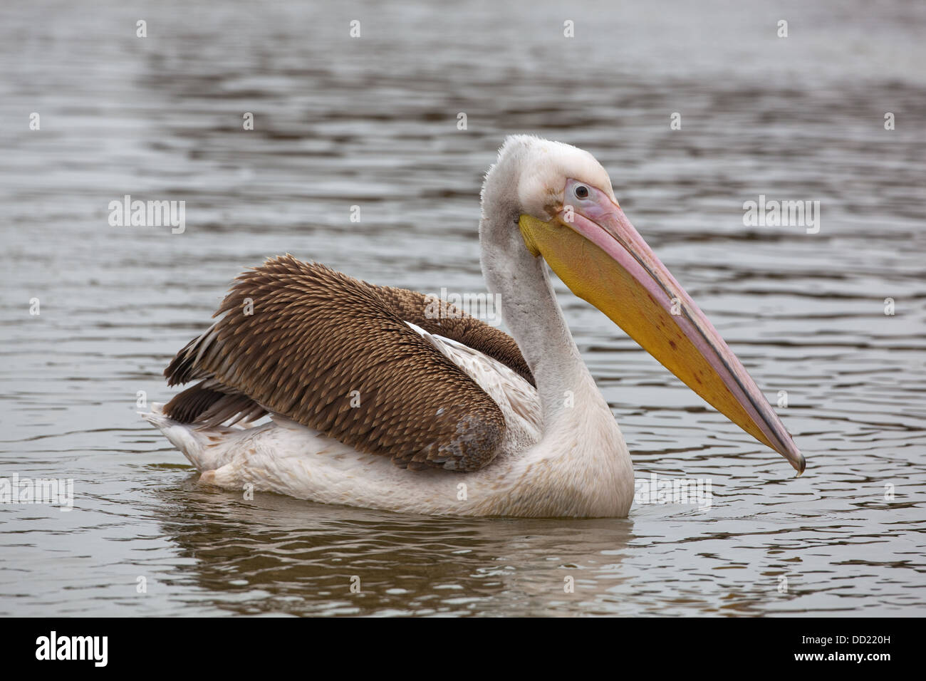 Great White Pelican (Pellicani onocrotalus). Piumaggio immaturi. Foto Stock