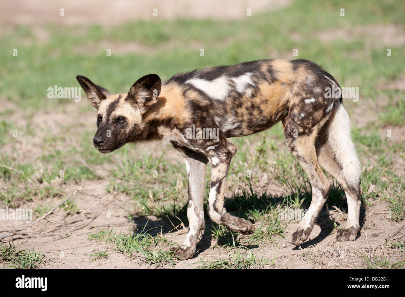 Cane selvatico (Lycaon pictus), Madikwe Game Reserve, Sud Africa Foto Stock