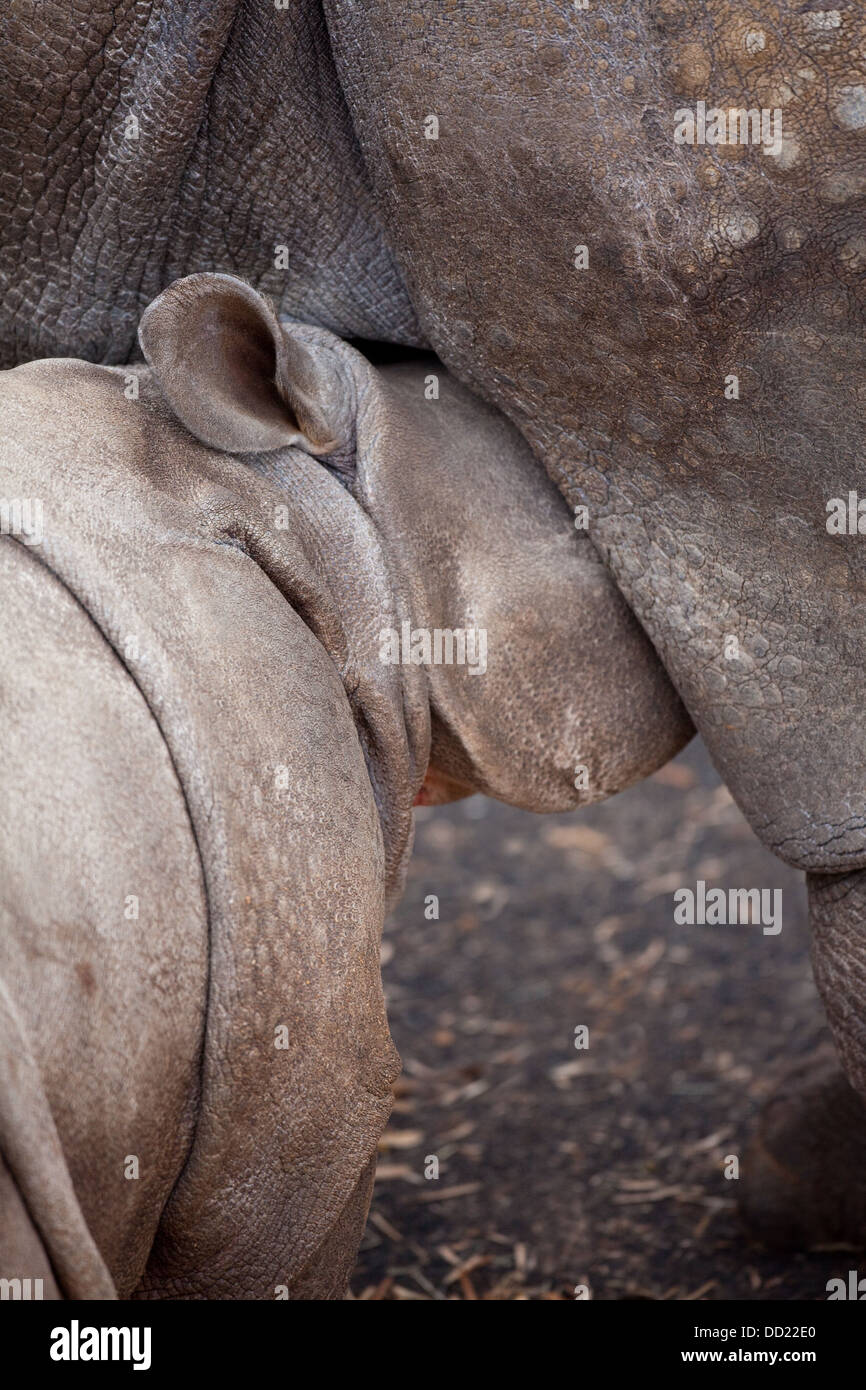 Asia o Indian maggiore di un corno di rinoceronte ( Rhinoceros unicornis). O di vitello lattante giovani dalla madre. Foto Stock