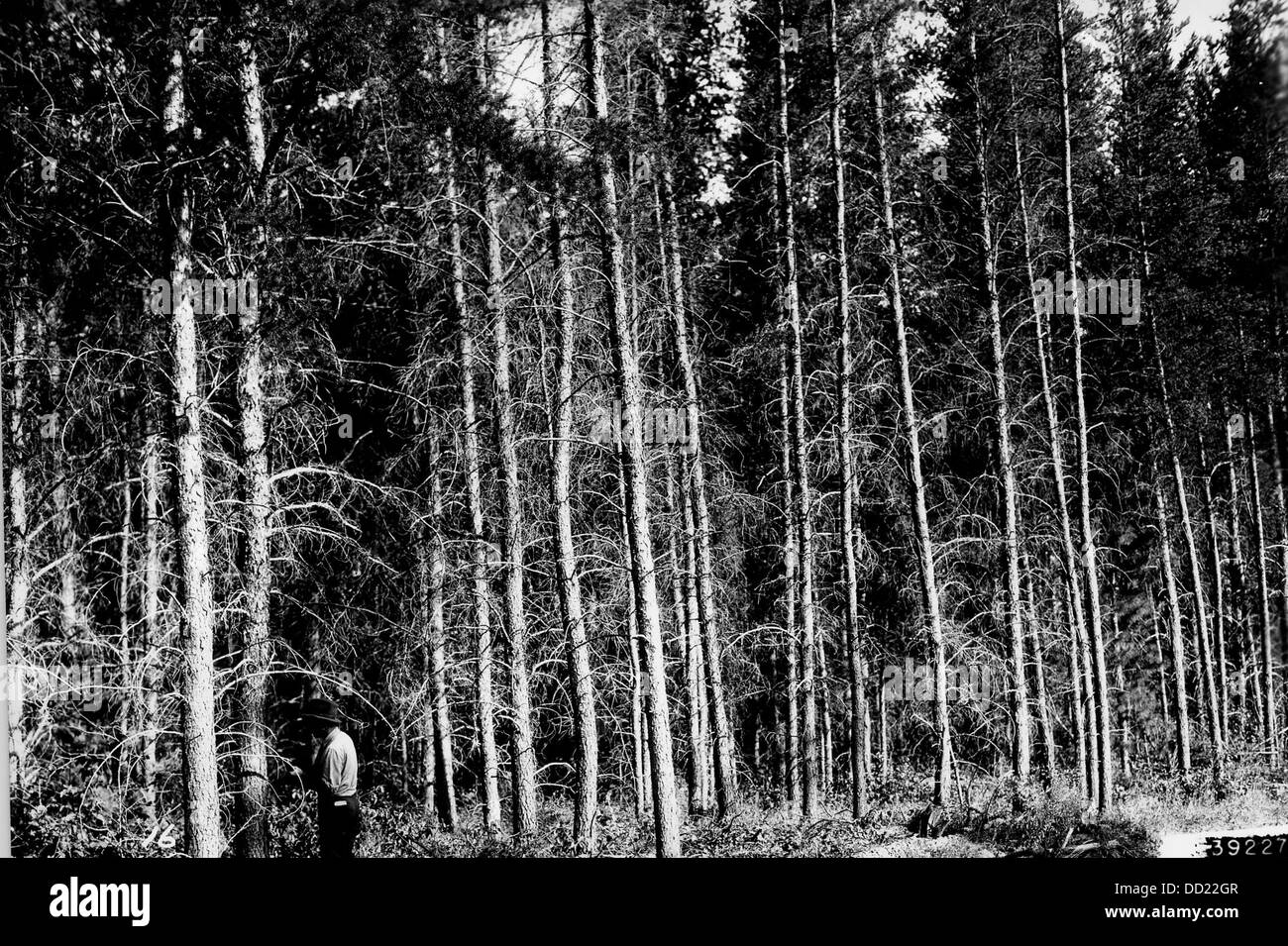Un ciclo di gestione incentrato sul Jack Pine, che descrive dettagliatamente le fasi di crescita e cura di questa specie di alberi, importante per la rigenerazione forestale e la produzione di legname. Foto Stock