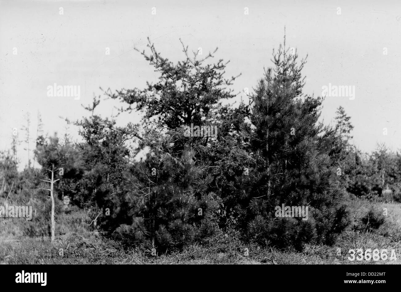 Un albero di Jack Pine è circondato da giovani alberi norvegesi, che mostrano il contrasto tra la crescita degli alberi e il variegato ecosistema forestale. Foto Stock