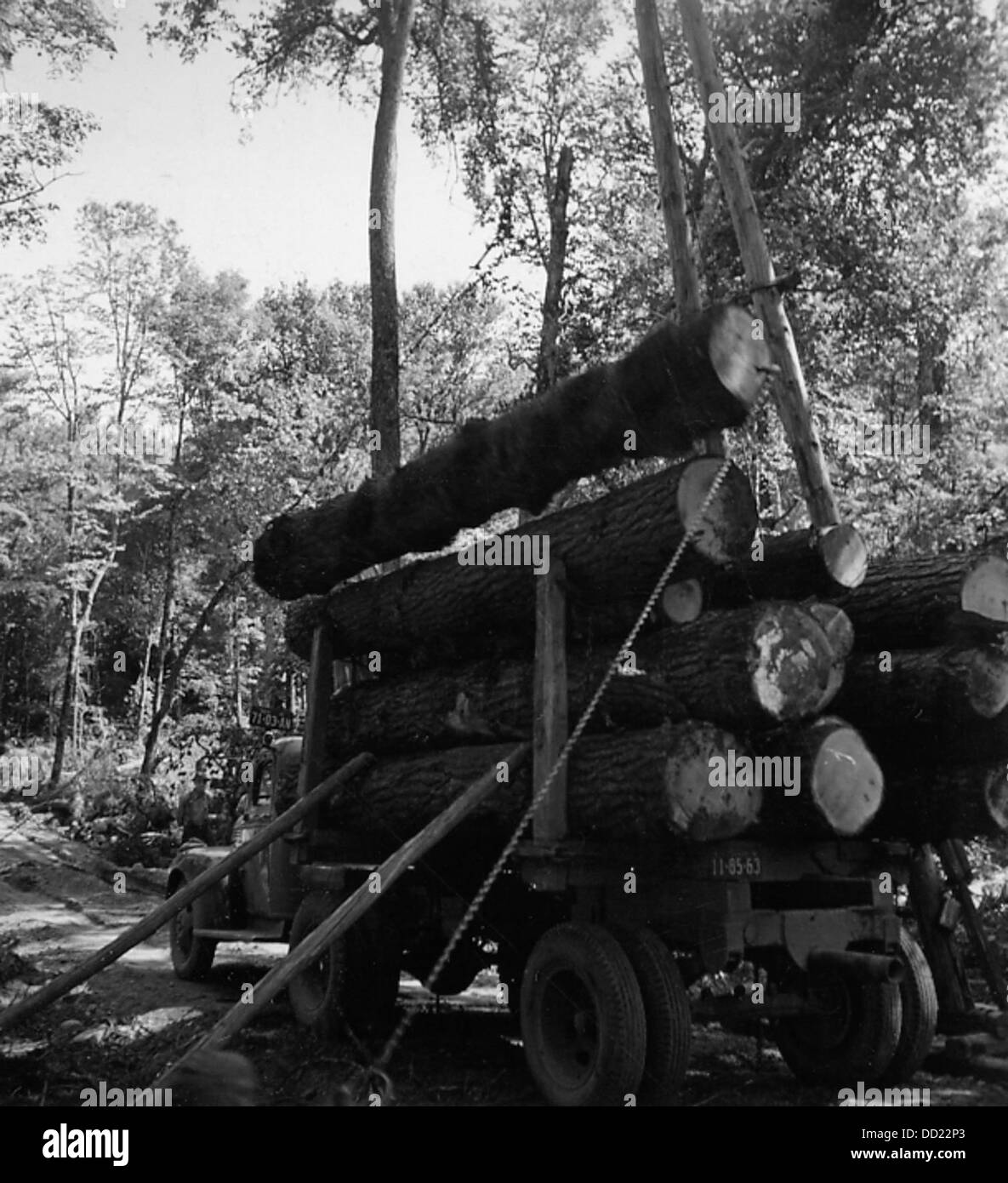 L'immagine mostra i tronchi di carico di un jammer, un pezzo di macchinari pesanti utilizzati nelle operazioni di troncatura per il trasporto del legname dalla foresta alle aree di lavorazione. Foto Stock