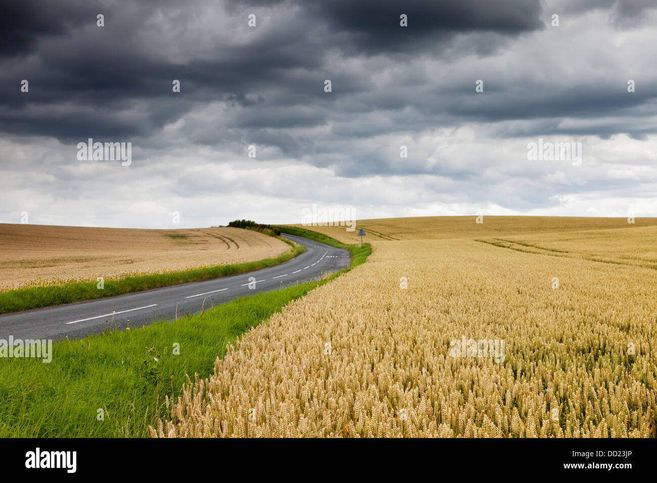 Un avvolgimento su strada tra due campi di grano; Scottish Borders, Scozia Foto Stock
