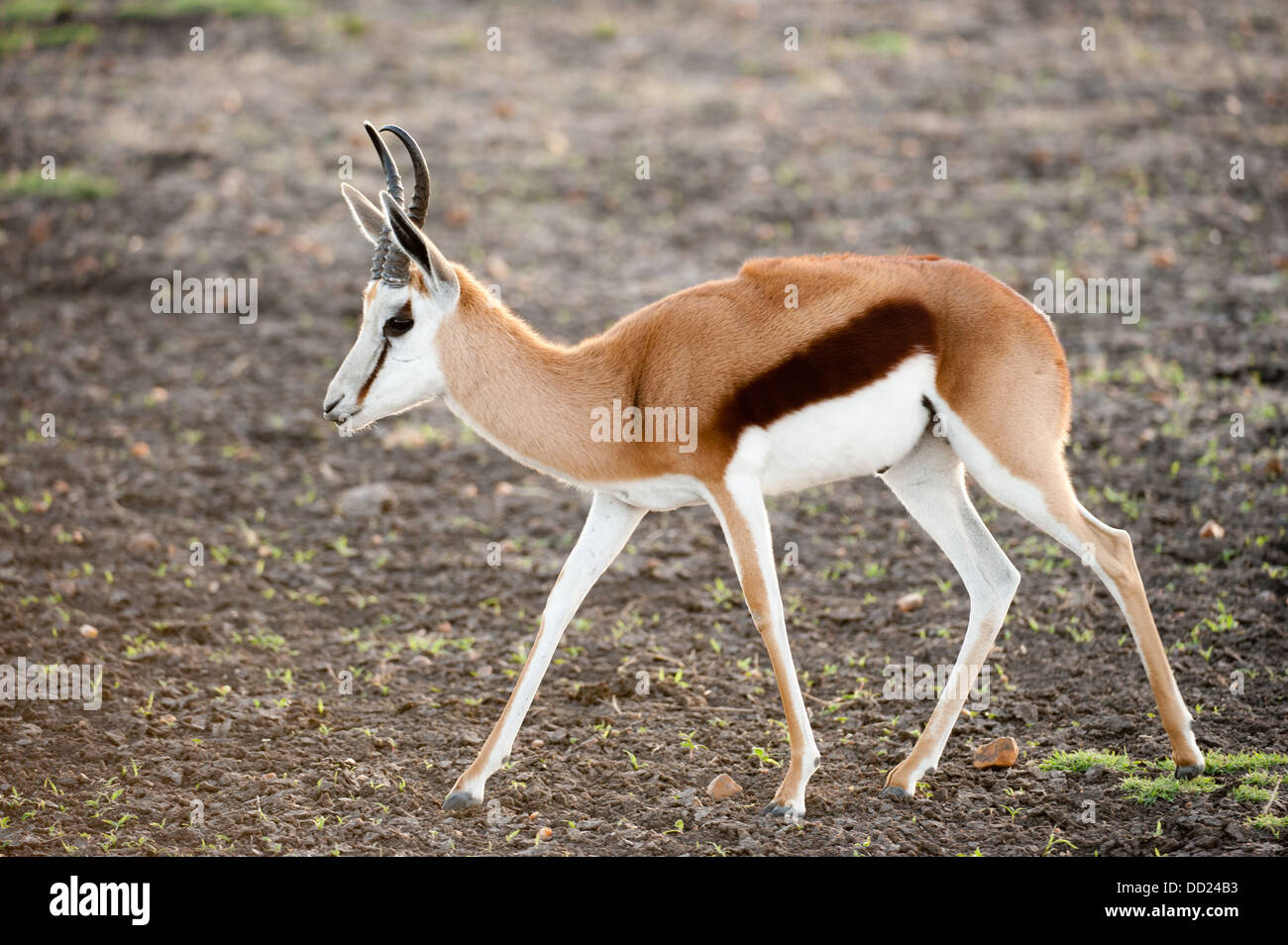 Springbok (Antidorcas marsupialis), Madikwe Game Reserve, Sud Africa Foto Stock