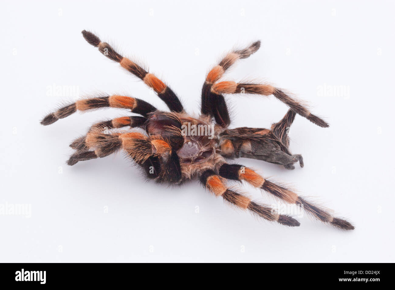 Rosso messicano-impastare Tarantola ragno (Brachypelma smithi). Capannone, moulted pelle o eso-scheletro. Estremità di testa a sinistra. Foto Stock