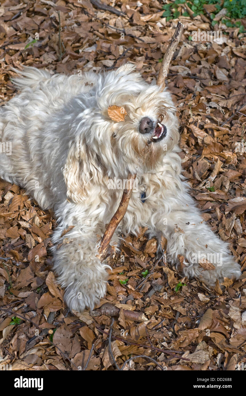 Cute cane con foglie sulla faccia masticare un bastone. Foto Stock