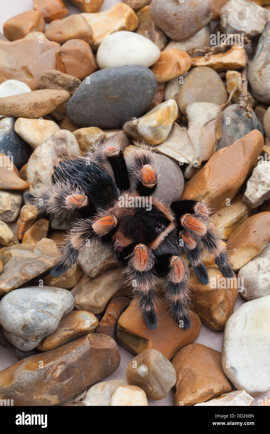 Rosso messicano-impastare Tarantola ragno (Brachypelma smithi). Foto Stock