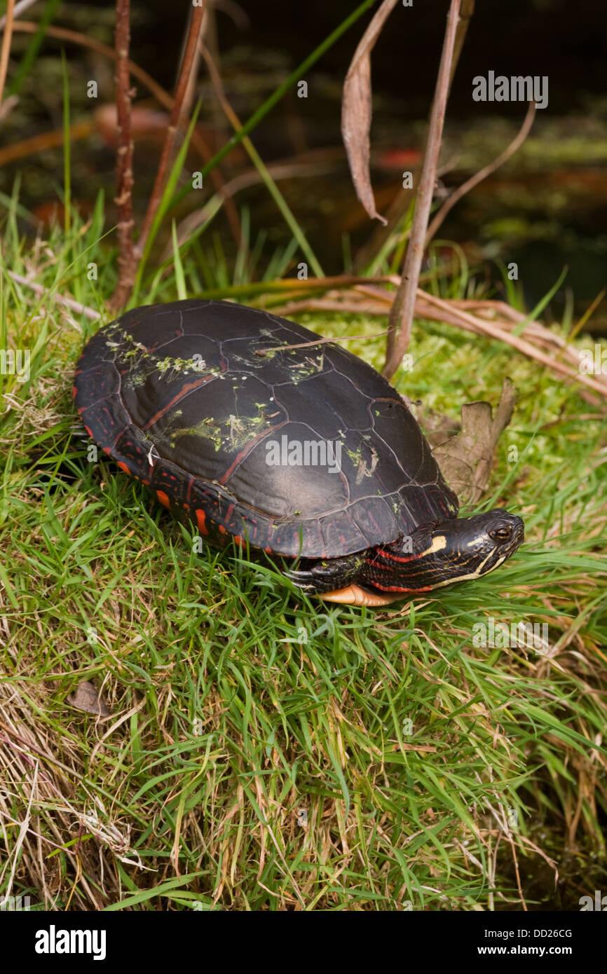 Midland dipinto di tartaruga (Chrysemys picta marginata). Femmina adulta. Distribuzione, northern Alabama a Michigan Ontario New England Foto Stock