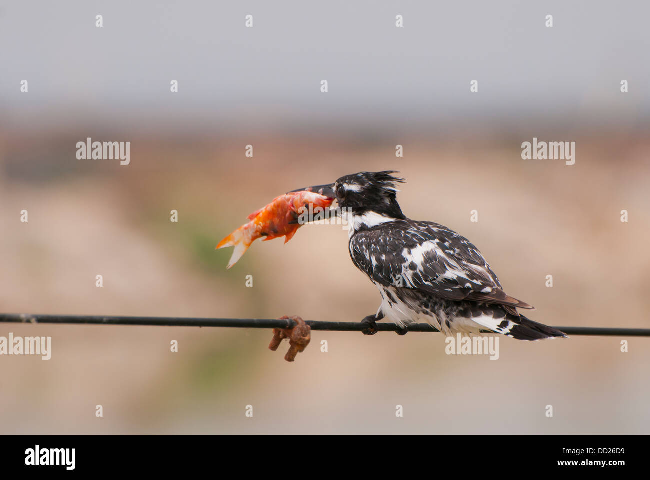 Pied kingfisher con pesce nel becco Foto Stock