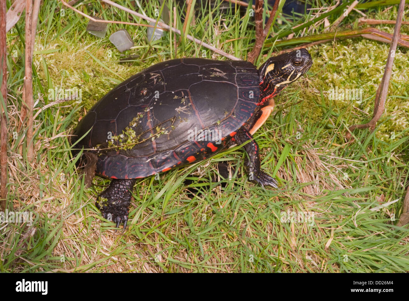 Midland dipinto di tartaruga (Chrysemys picta marginata). Femmina adulta. Distribuzione, northern Alabama a Michigan Ontario New England Foto Stock