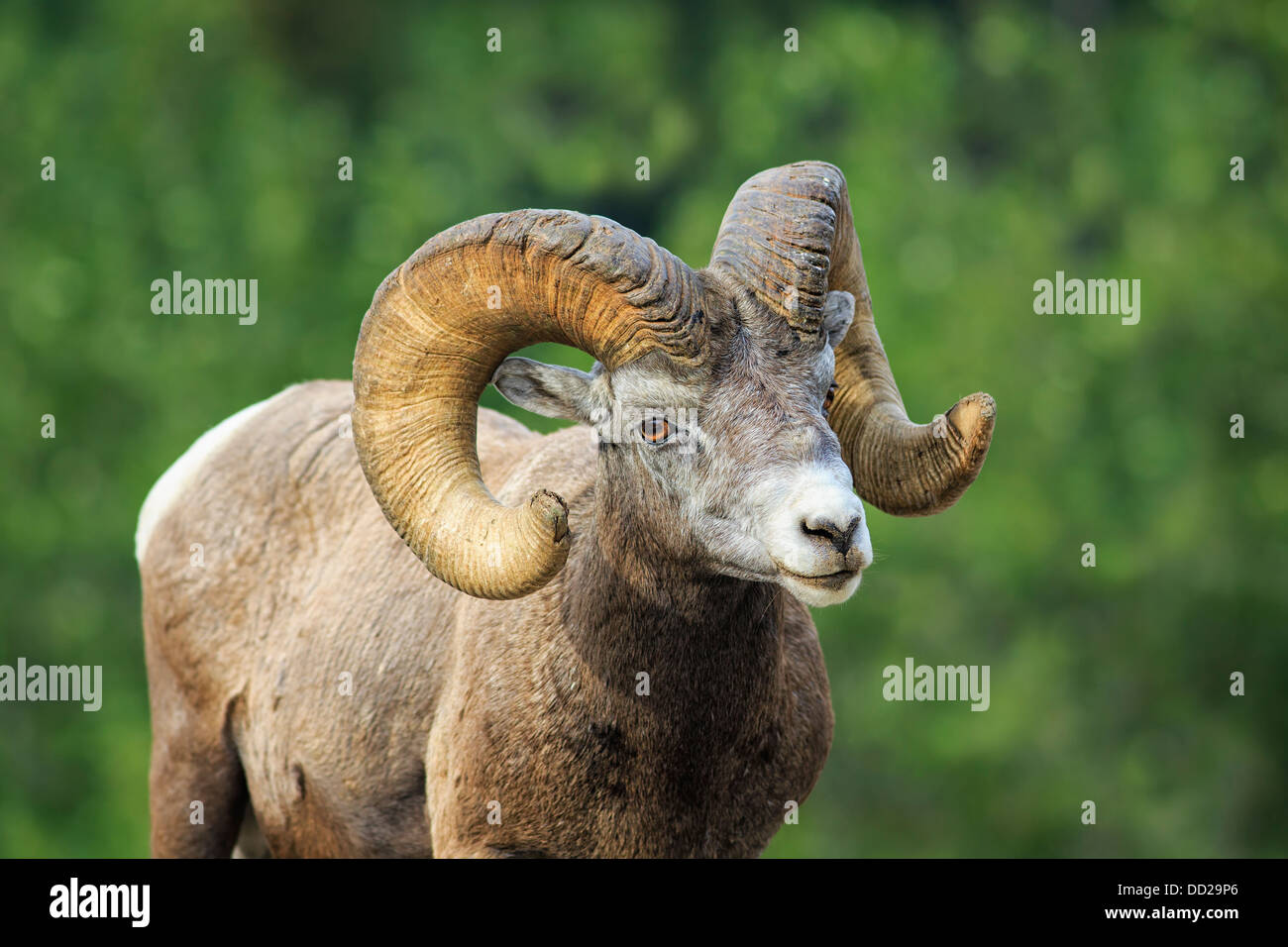 Bighorn Ram (Ovis canadensis), il Parco Nazionale di Banff, Alberta, Canada Foto Stock