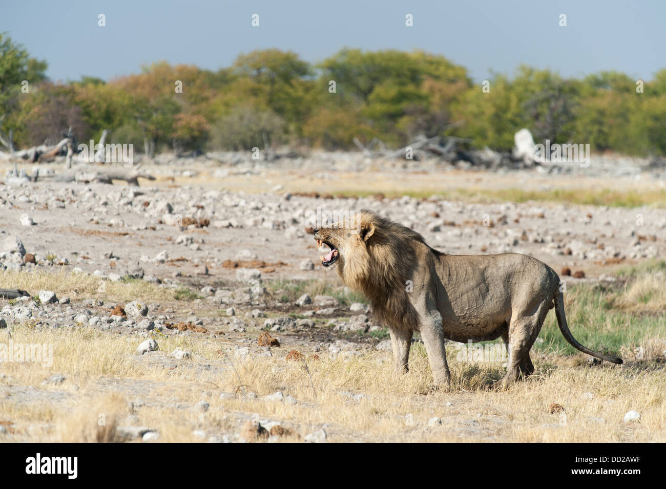 Leone maschio (Panthera leo) sniffing l'aria, che mostra il comportamento flehmen, Etosha Nationalpark, Namibia Foto Stock