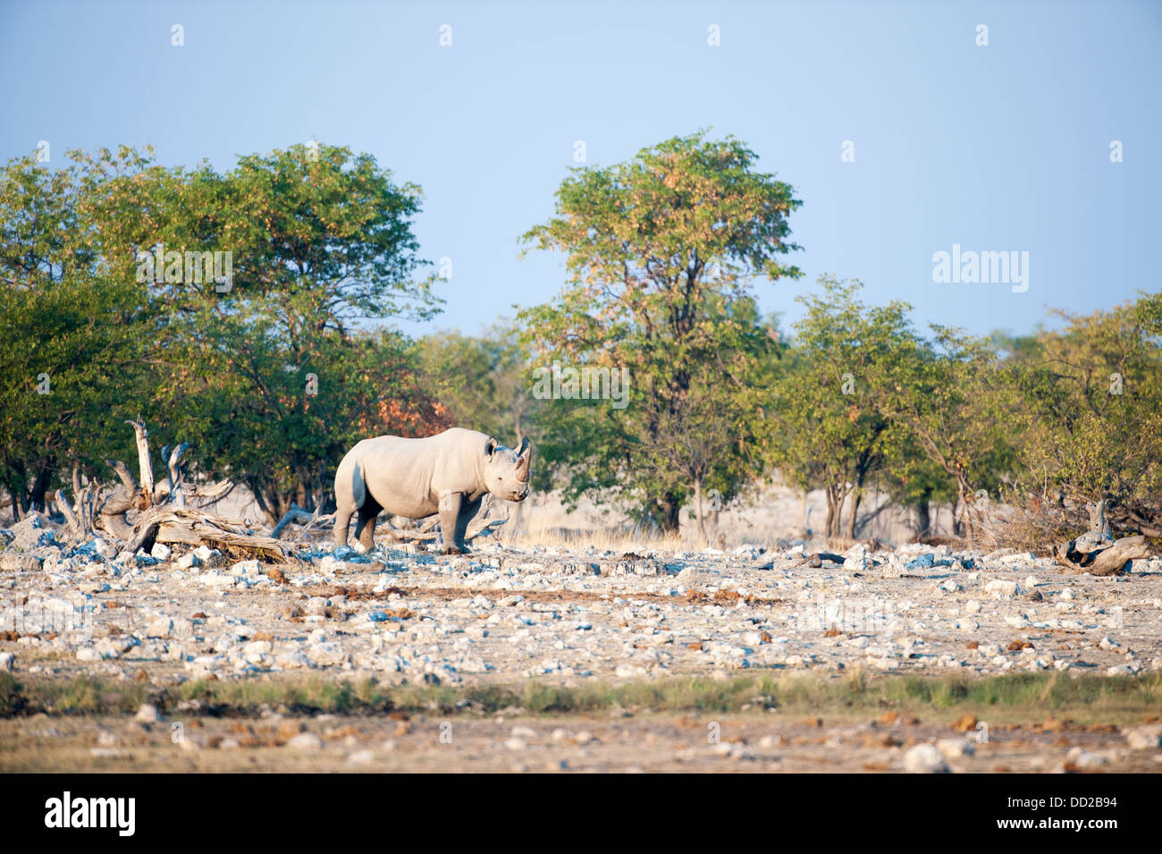 Il rinoceronte nero (Diceros simum) avvicinamento Rietfontein waterhole in Etosha Nationalpark, Namibia Foto Stock