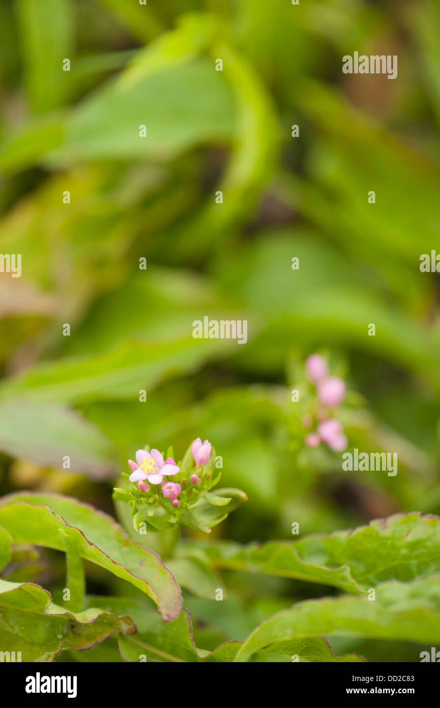Comune, Centaury Centaurium erythraea Foto Stock