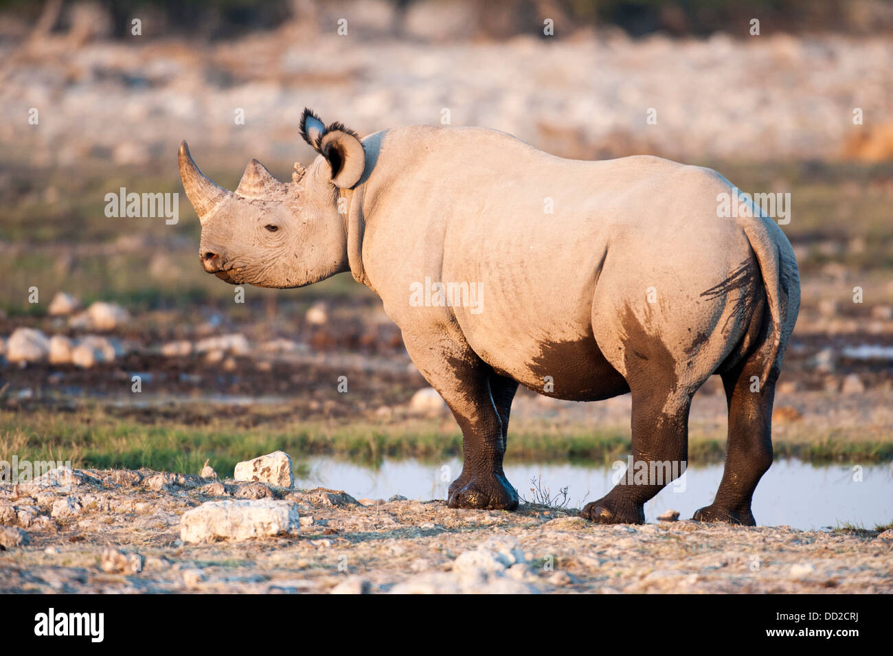 Il rinoceronte nero (Diceros simum) a Rietfontein waterhole in Etosha Nationalpark, Namibia Foto Stock